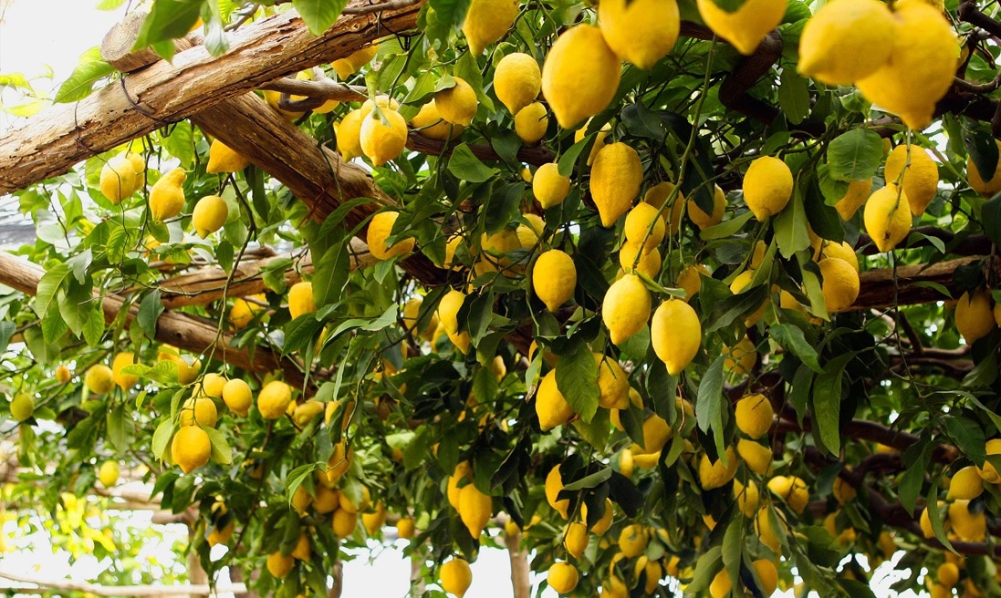 Citroenen en ItaliÃ«