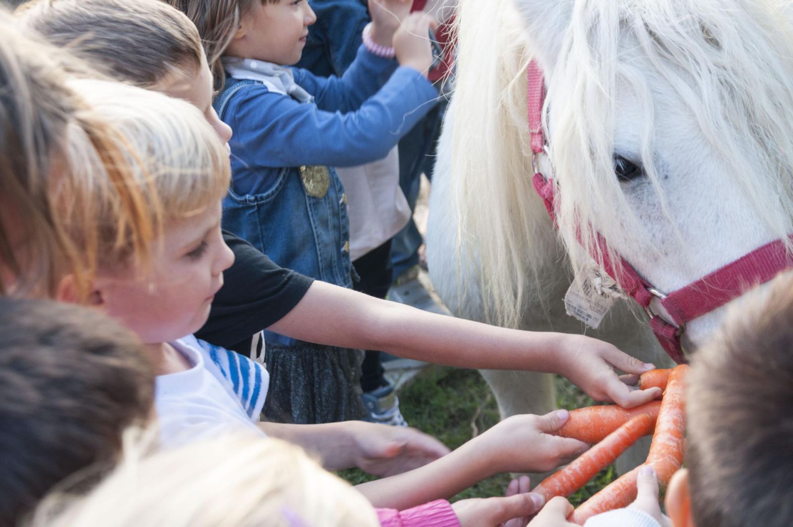 Boerderij en dieren Toscane