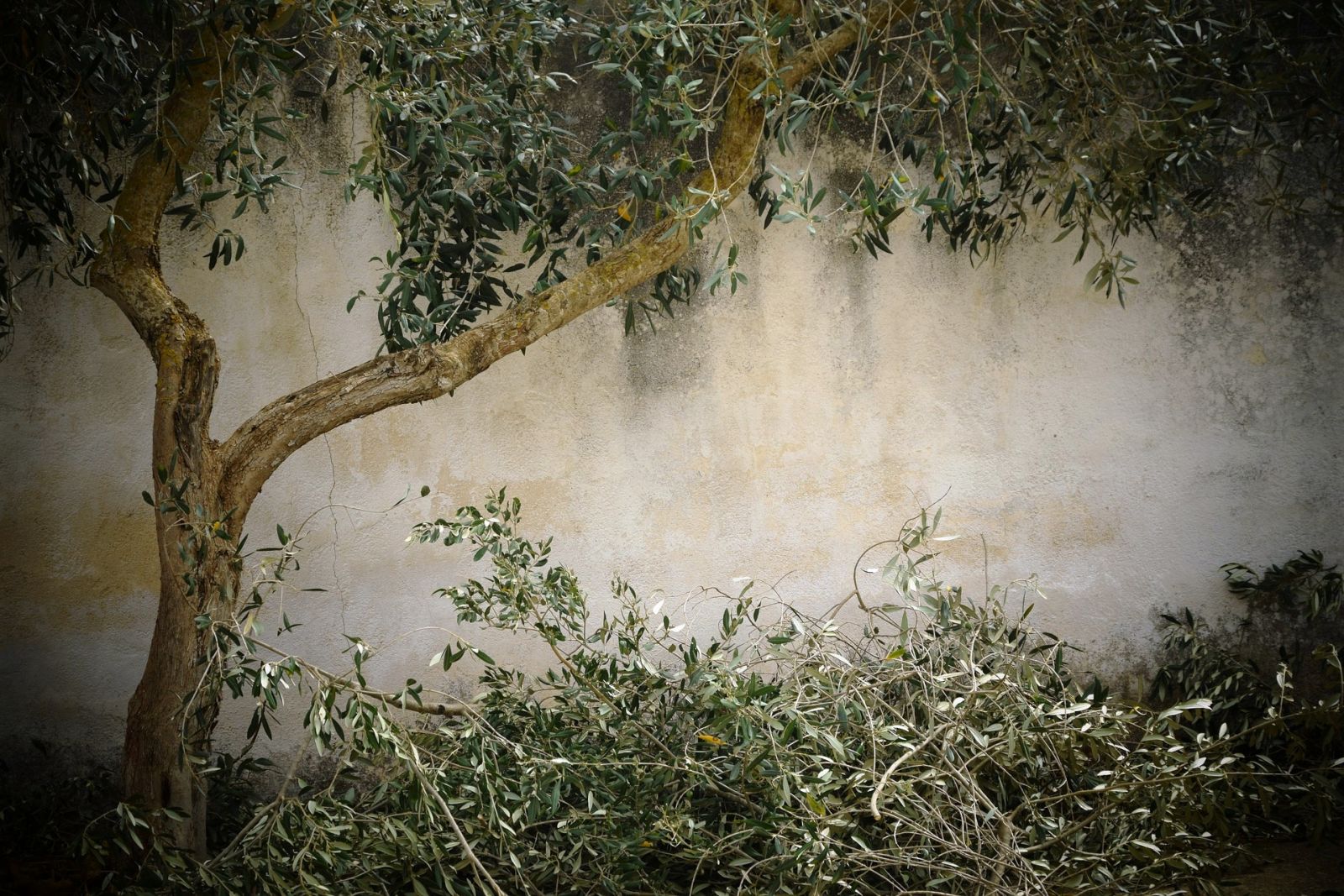 Olijven olijfboom gesnoeid