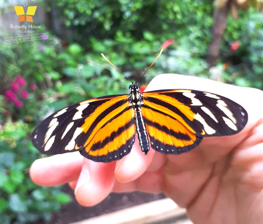 Butterfly House